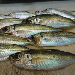 まぁまぁのサイズのアジ