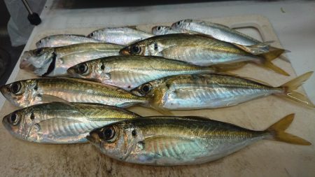 まぁまぁのサイズのアジ