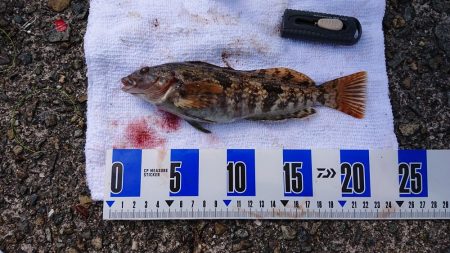 花見カレイ、アイナメ狙い