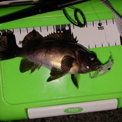 風にも負けずプラグ縛り