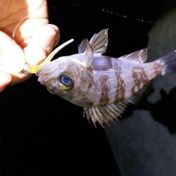 春が来たのかな?