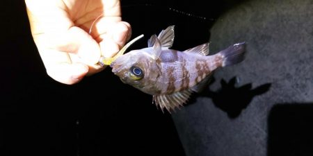 春が来たのかな?