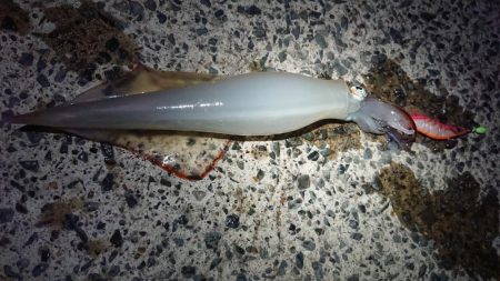 ヤリイカリベンジ