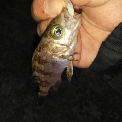 深日漁港 メバリング