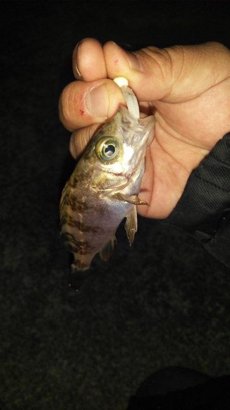 深日漁港 メバリング