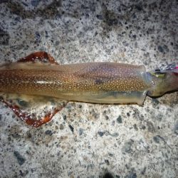 仕事終わりヤリイカ狙い