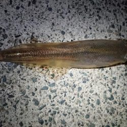 仕事終わりヤリイカ狙い