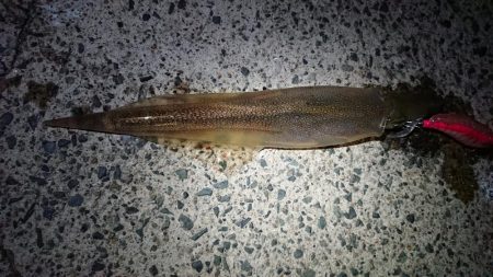 仕事終わりヤリイカ狙い