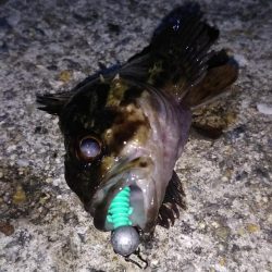 近所に湾奥ロック