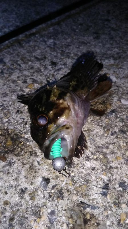 近所に湾奥ロック