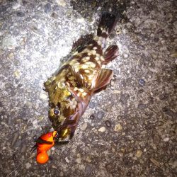 湾奥ロック＆チニング調査行ってきました