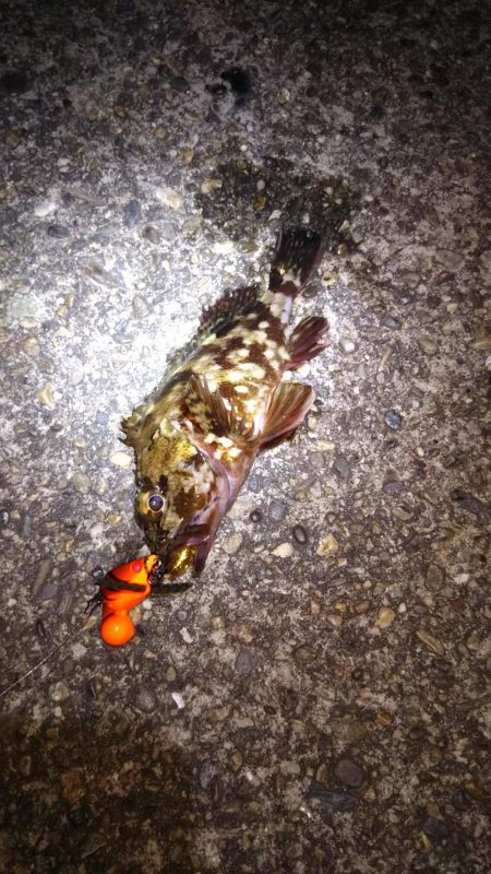 湾奥ロック＆チニング調査行ってきました