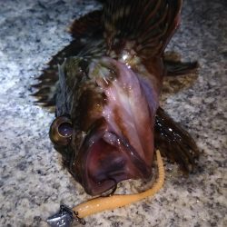 神戸湾奥ロック