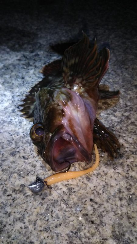 神戸湾奥ロック