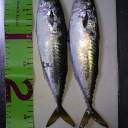 寒サバ狙いでショアジギサビキ