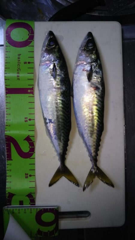 寒サバ狙いでショアジギサビキ