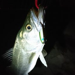 マイクロベイトパターン