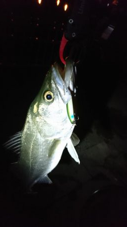 マイクロベイトパターン