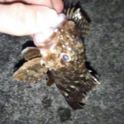 プラグでメバル