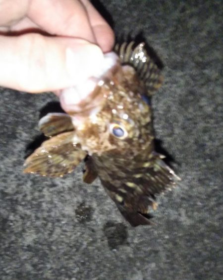 プラグでメバル