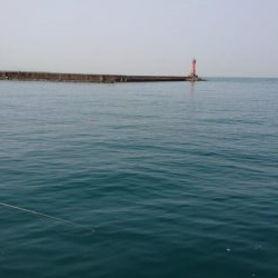 深日港 入れ食いサビキ！