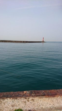 深日港 入れ食いサビキ！