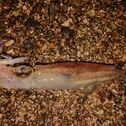 相も変わらずの貧果