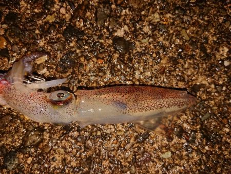 相も変わらずの貧果