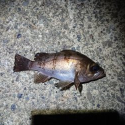 強風の中チビのみ