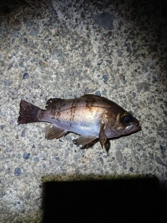 強風の中チビのみ