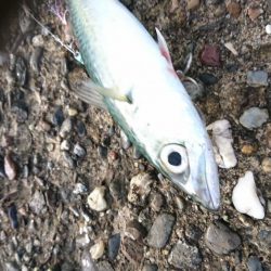 風でルアーが飛びません