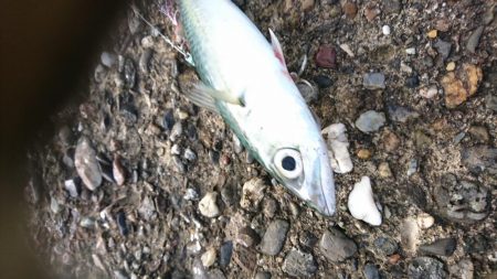 風でルアーが飛びません