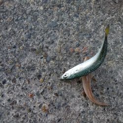 大荒れの播磨新島でキス爆釣