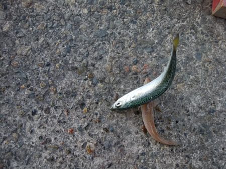 大荒れの播磨新島でキス爆釣