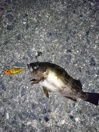 ヤリイカ狙いが…