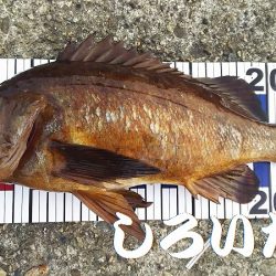 久しぶりに釣り。　アジを狙いましたが・・・