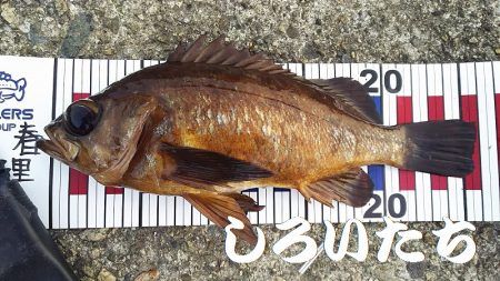 久しぶりに釣り。　アジを狙いましたが・・・