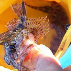 シラサでつり。