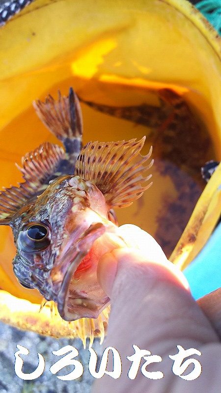 シラサでつり。