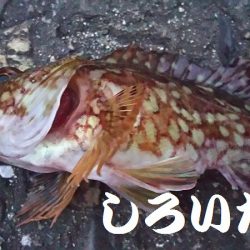 今日もガッシーがお相手。