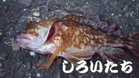 今日もガッシーがお相手。