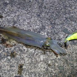 ヤリイカ最終釣行