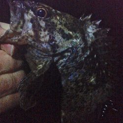 メバルが浮いてきた