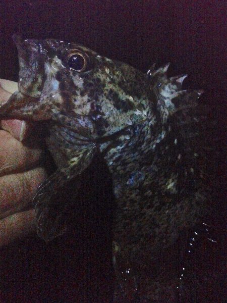 メバルが浮いてきた