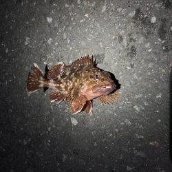 とびだせメバルちゃん~ガッシーを添えて~