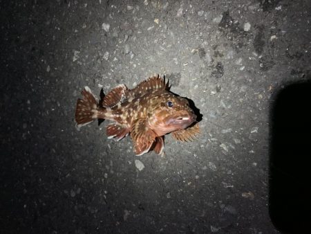 とびだせメバルちゃん~ガッシーを添えて~