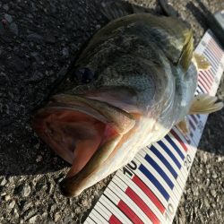 シーバスタックルでロクマル