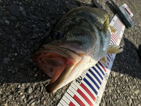 シーバスタックルでロクマル