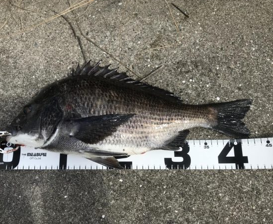 イチノ兄弟、釣果