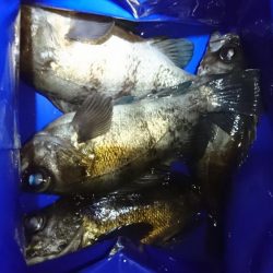 渋いメバリング